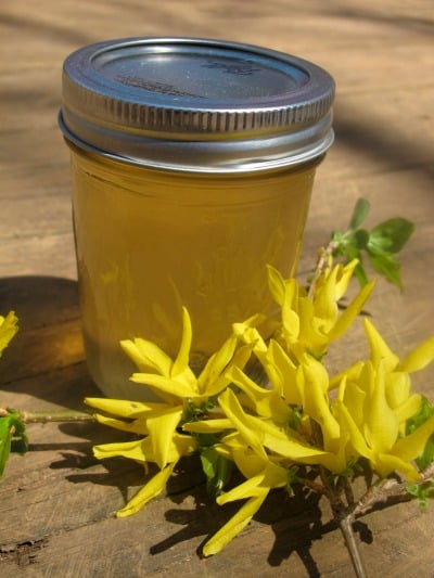 Forsythia Jelly | Home Canning | Food Preservation | Spring flowers bring...jelly? Do you have forsythia in your yard? Learn how to make forsythia jelly with all those blooms and blossoms!