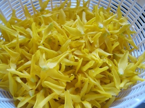 bowl of forsythia petals