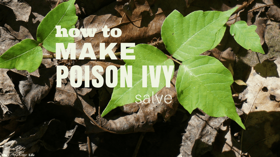 how-to-make-poison-ivy-salve-the-free-range-life