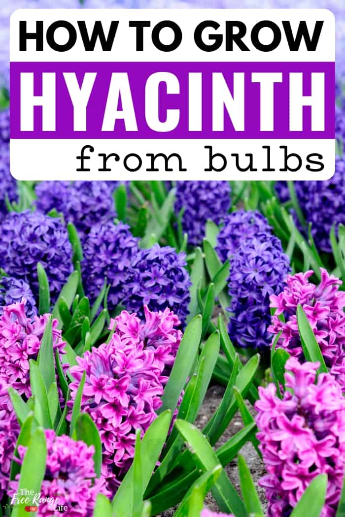 how to plant hyacinth bulbs