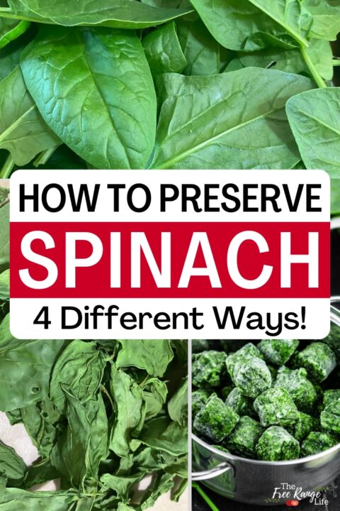 How to Preserve Spinach 4 Ways