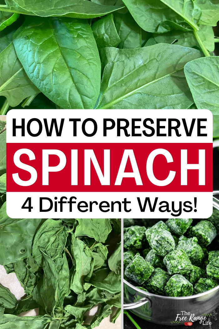 how to preserve spinach 4 different ways