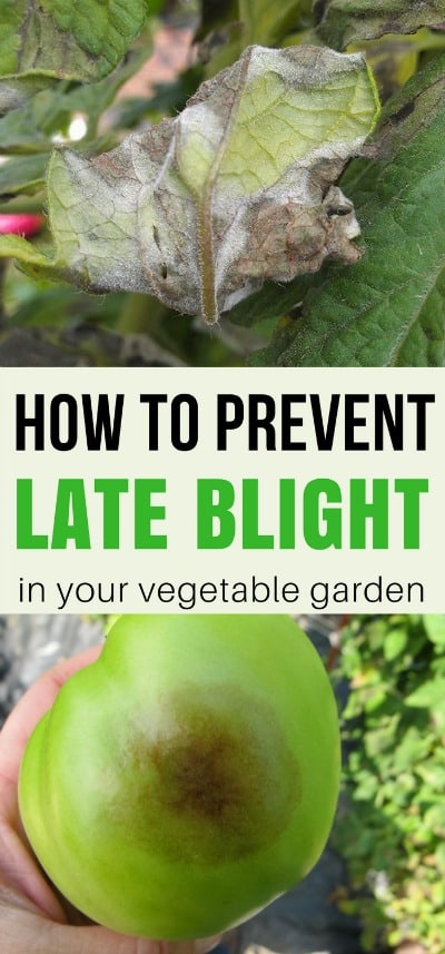 Late blight can be devastating to the home gardener. Learn how to prevent late blight organically and save your crops before it hits!