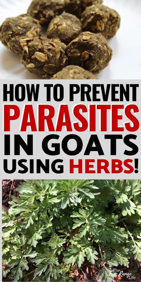 how to prevent parasites in goats using herbs