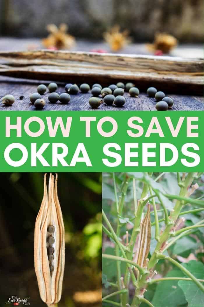 how to save okra seeds with pictures of dried okra pods and seeds