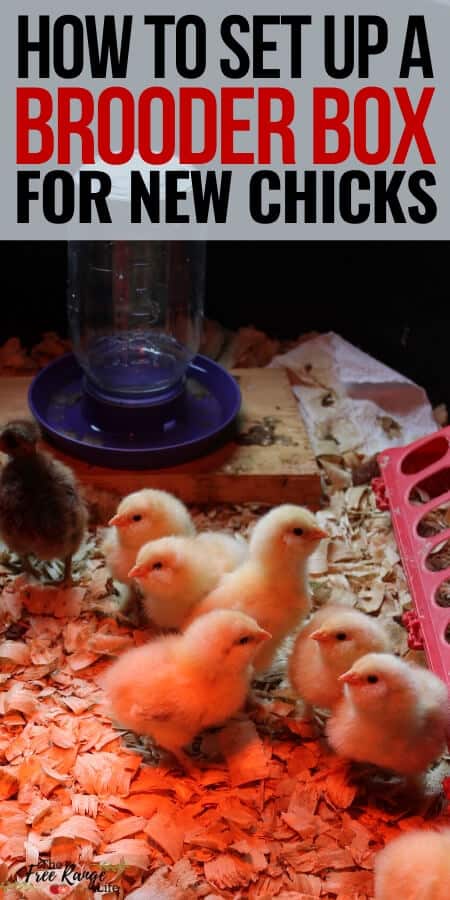 how to set up a brooder box for new chicks