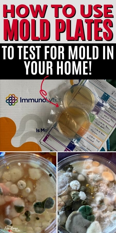 Immunolytics Easy to Use Professional DIY Mold Test Kit for Home -  Individual Room Screening Package