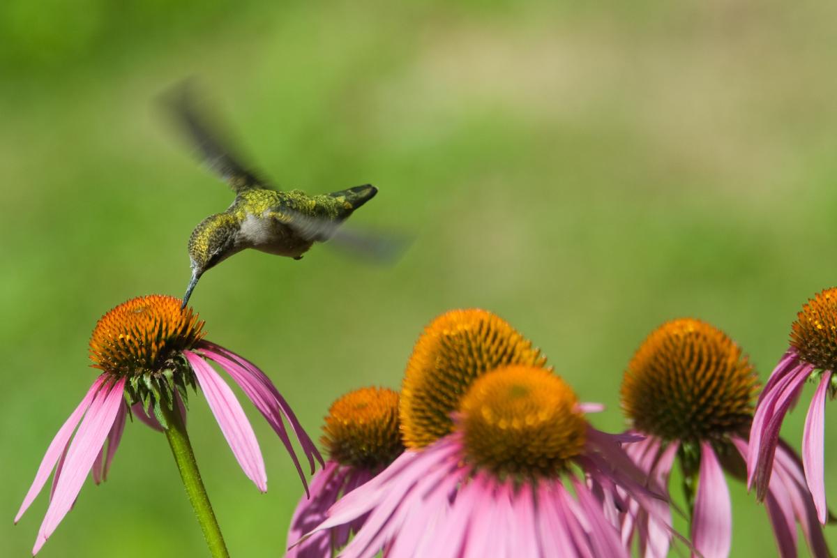 hummingbird on cone flower