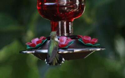 How to Attract Hummingbirds to Your Garden and Hummingbird Feeders