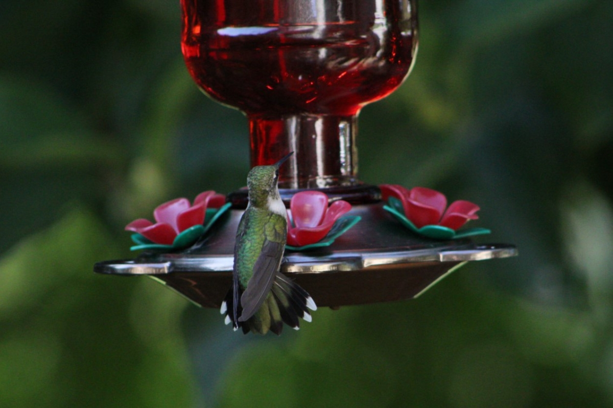 hummingbird at feeder