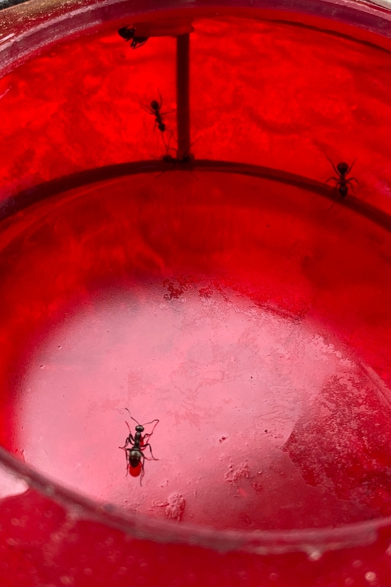 ants inside hummingbird feeder