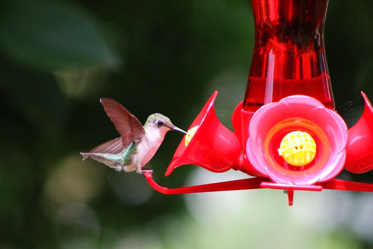 hummingbird feeder with bird 