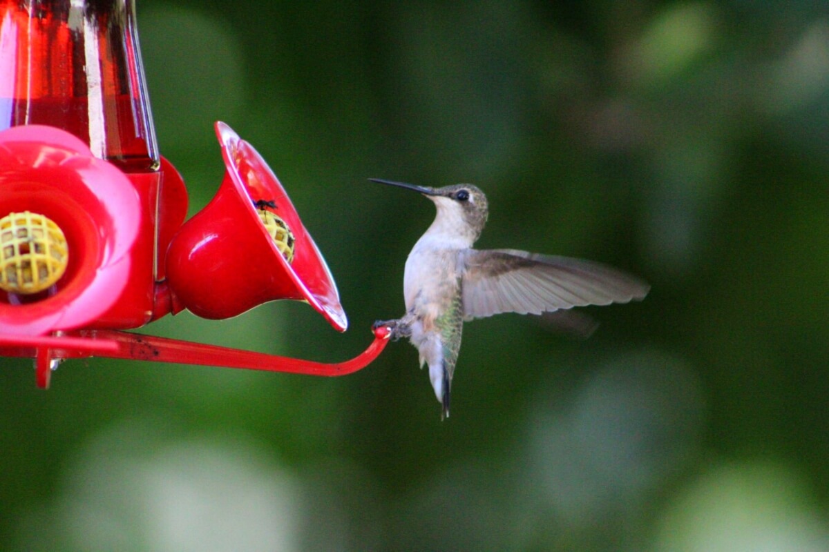 hummingbird feeder with bird and ant