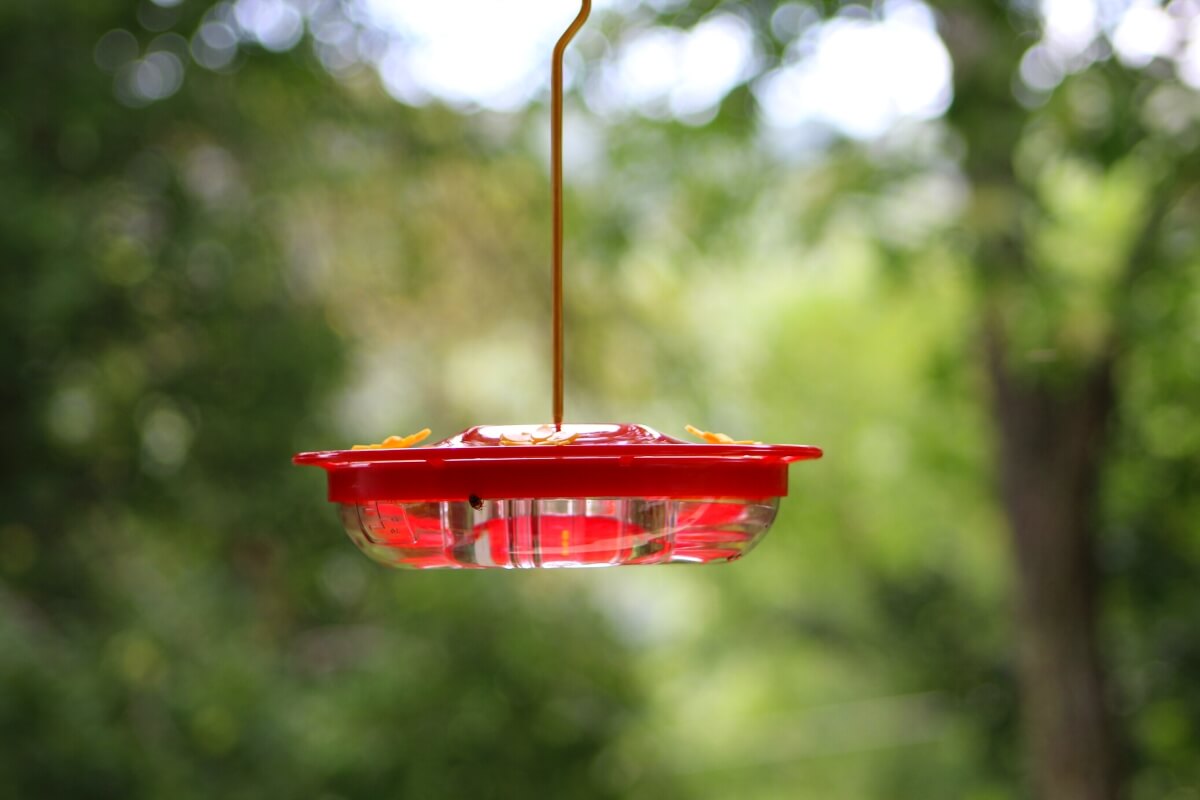 hummingbird feeder with moat