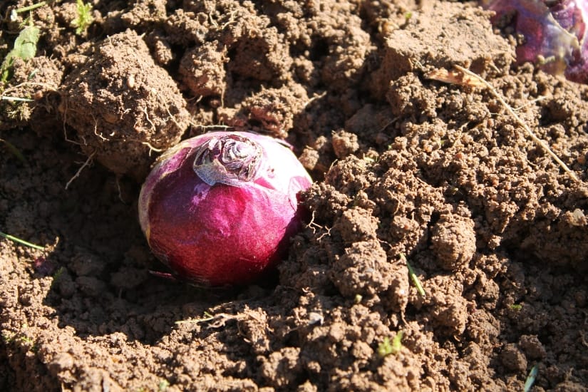 hyacinth bulb being planted in dirt