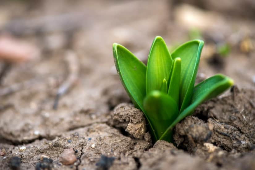 hyacinth bulb sprouting through ground