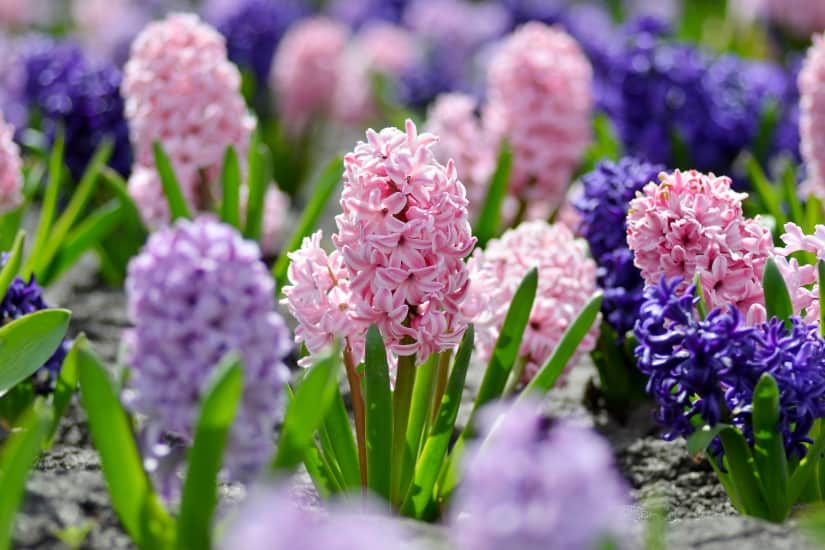 hyacinth bulbs in full bloom