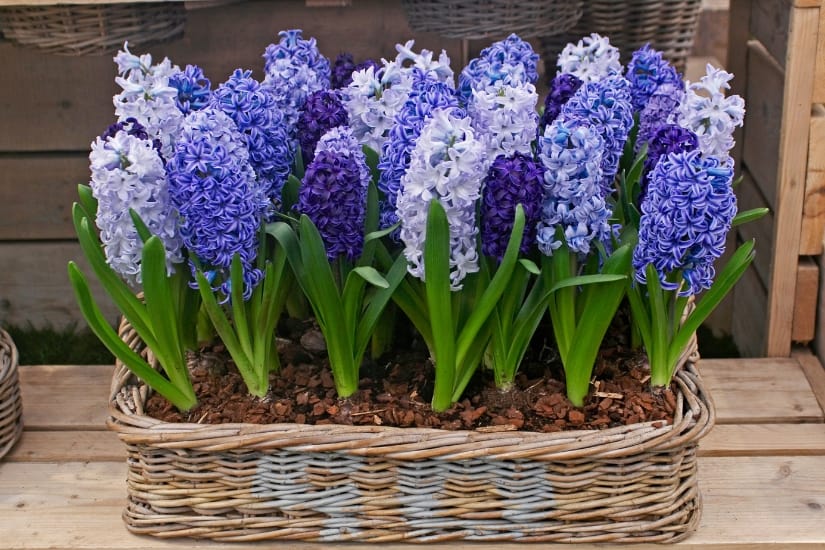 hyacinth bulbs planted in planter basket