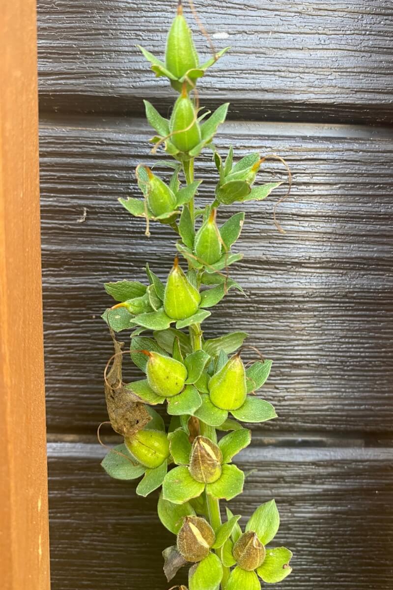 immature foxglove seed head 