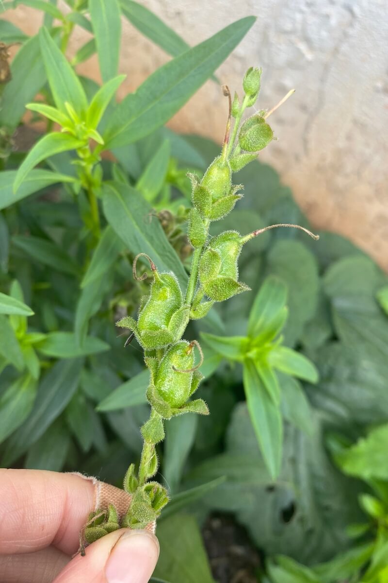 immature snapdragon seed head