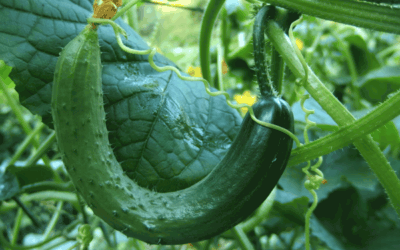 7 Tips for Growing Amazing Cucumbers