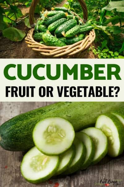 Is a Cucumber a Fruit or a Vegetable?