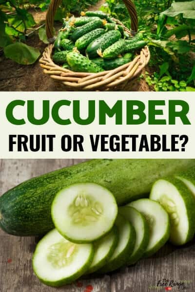 Is a cucumber a fruit or a vegetable?