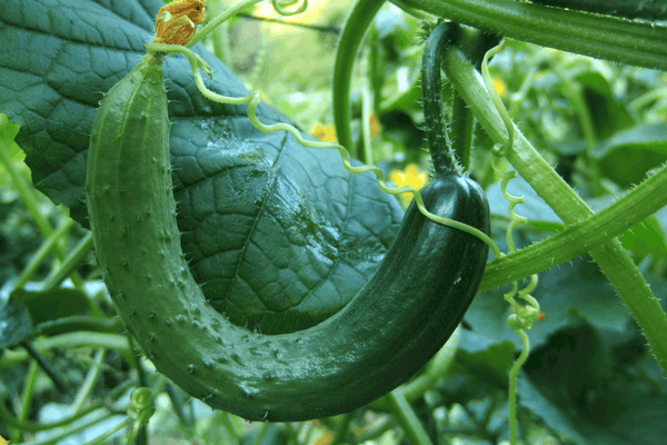 cucumber growing tips