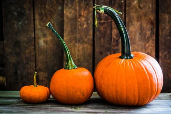 is pumpkin a fruit or vegetable 