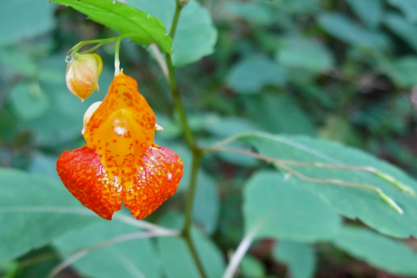 jewel weed flower up close