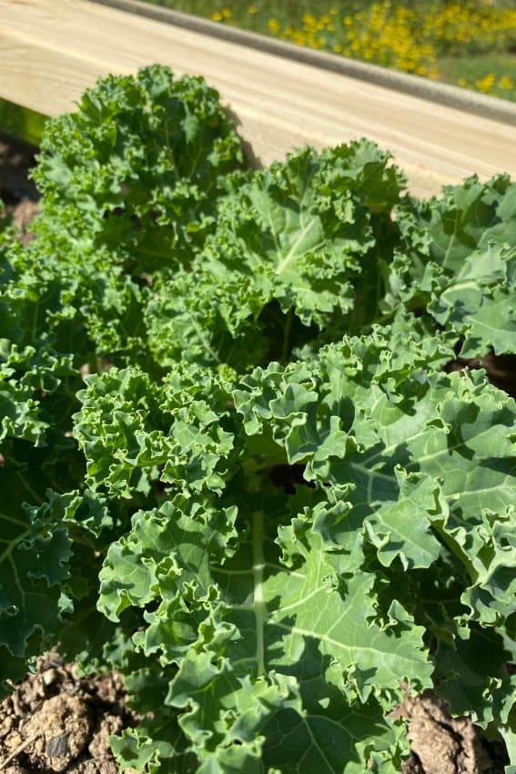 growing curly kale in the garden