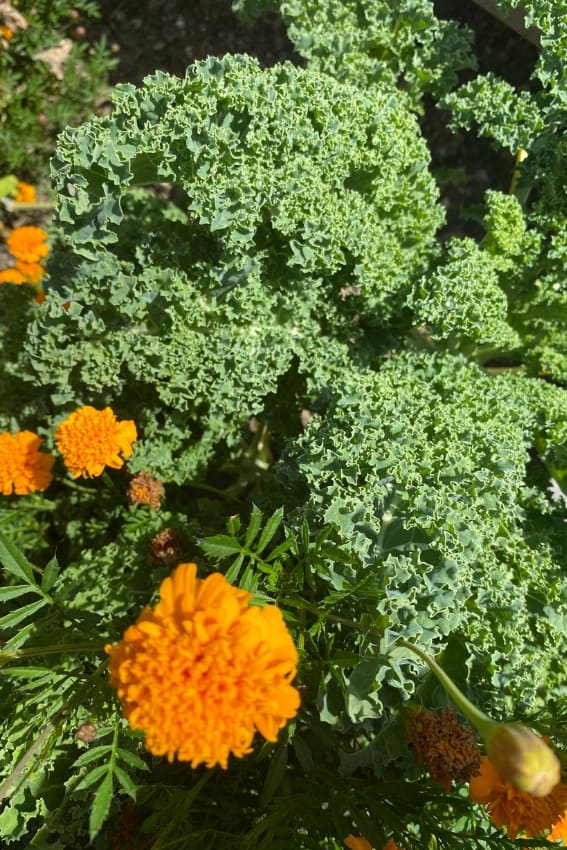 kale growing next to marigold in the garden