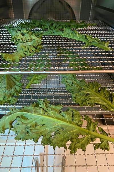 kale leaves on dehydrator trays ready to dry