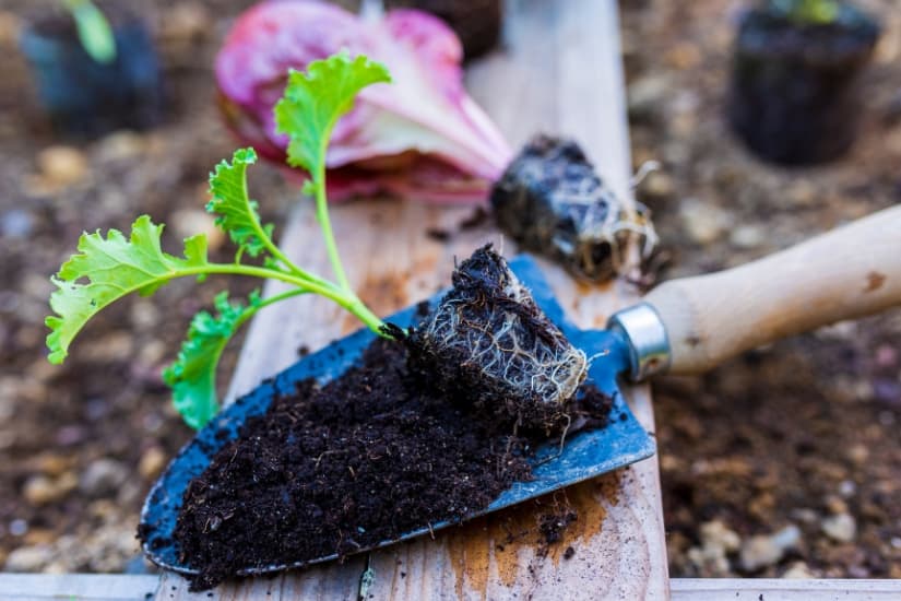 kale seedling being transplanted to the garden