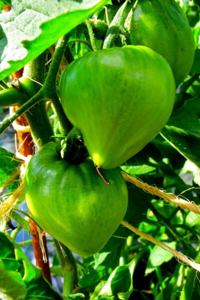 king of siberia tomatoes still green on the vine
