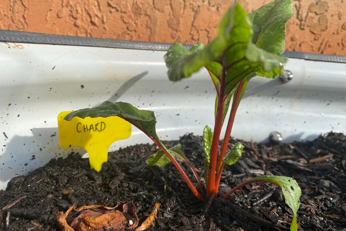 chard plant with label