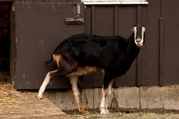 lamancha goat outside of barn