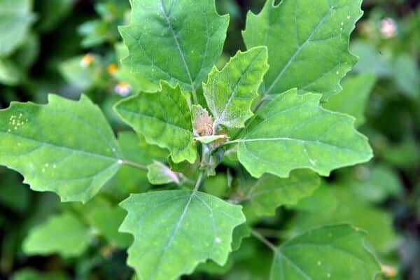 close up of green lamb's quarters leaves