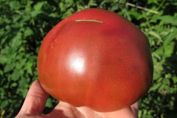 large red heirloom tomato in the garden