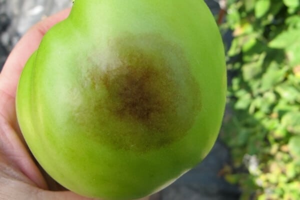 brown spots of late blight on a green tomato