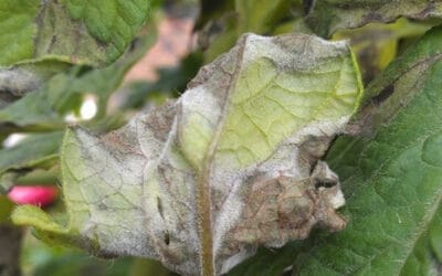 How to Prevent Late Blight in Your Garden