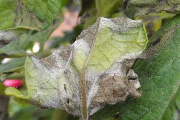 browninsh gray signs of late blight on the underside of a tomato plant leaf