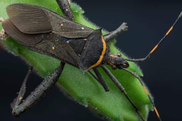 close up of leaf footed bug on a leaf