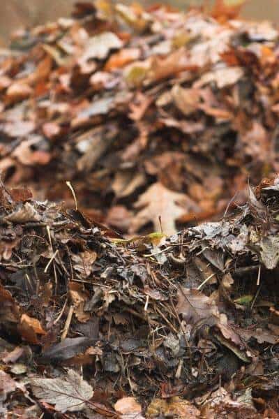 close up of rotting, chopped leaves for compost or soil