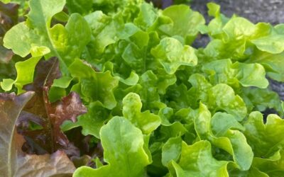 How to Grow Lettuce from Seed in Your Vegetable Garden