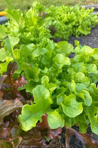 red and green loose leaf lettuce plants in a raised bed garden