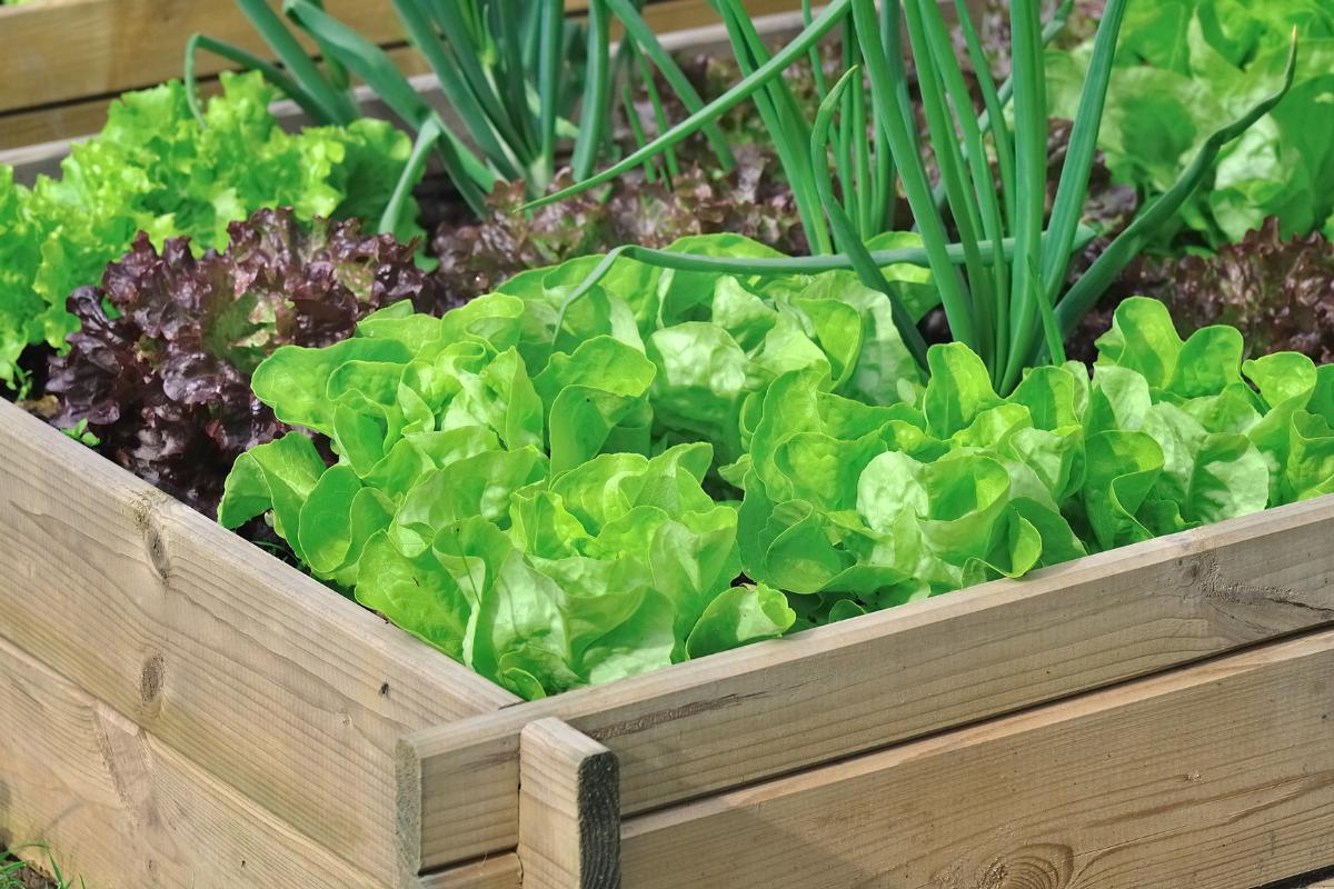 lettuce in raised bed garden