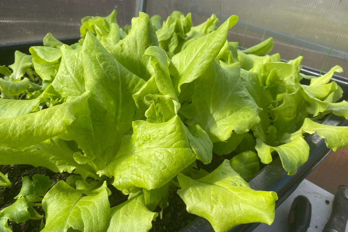 lettuce plant growing