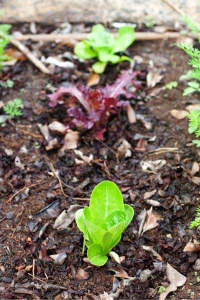 tiny red and green lettuce seedlings in garden bed