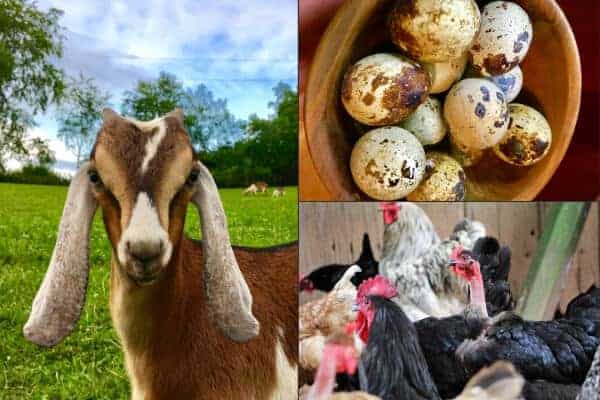 baby goat, bowl of quail eggs and a flock of chickens collage picture